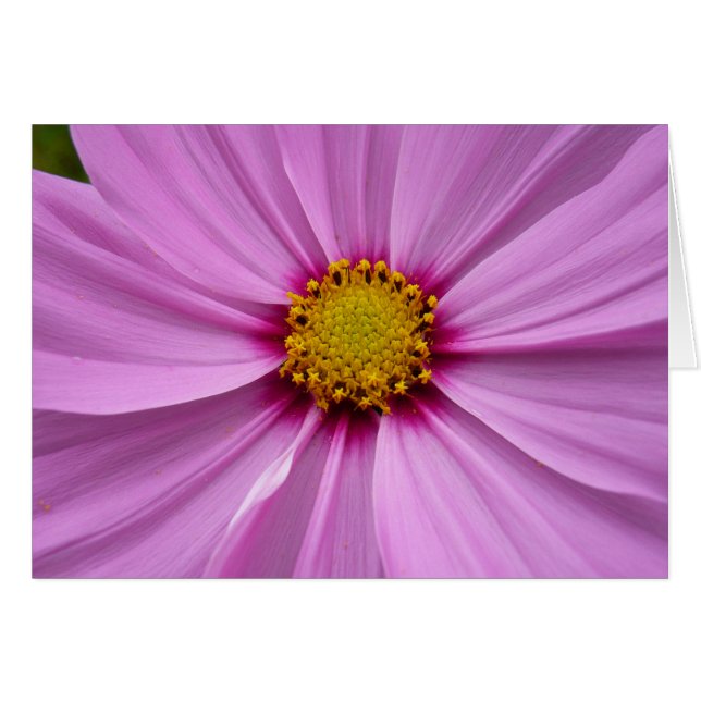 Cosmos rose Fleur sauvage Floral (Devant horizontal)