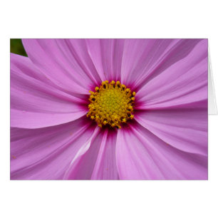 Cosmos rose sauvage floral