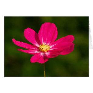 Cosmos roses