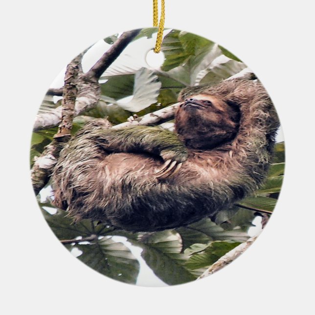 Cosra Rican Trägheit Keramik Ornament (Vorne)
