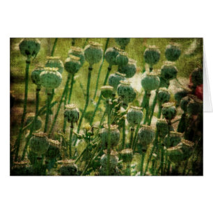 Cosses de graine de fleur de pavot