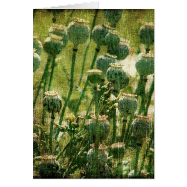 Cosses de graine de fleur de pavot (Devant)