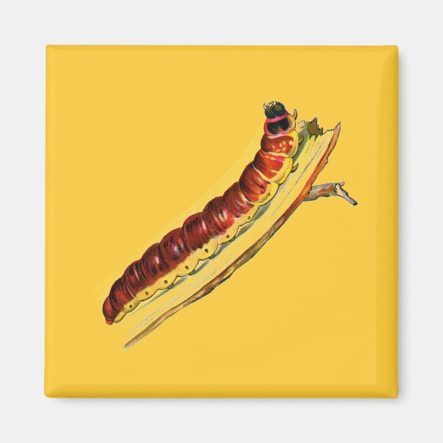 Cossus cossus Raupe Magnet (Vorne)