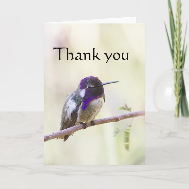 Costa gehockt auf einer Niederlassung, danke (Vorderseite)