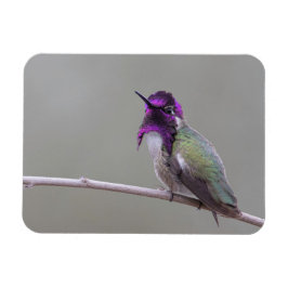 Costa-Kolibri Magnet