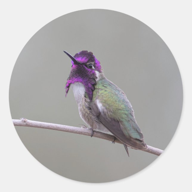 Costa-Kolibri Runder Aufkleber (Vorderseite)
