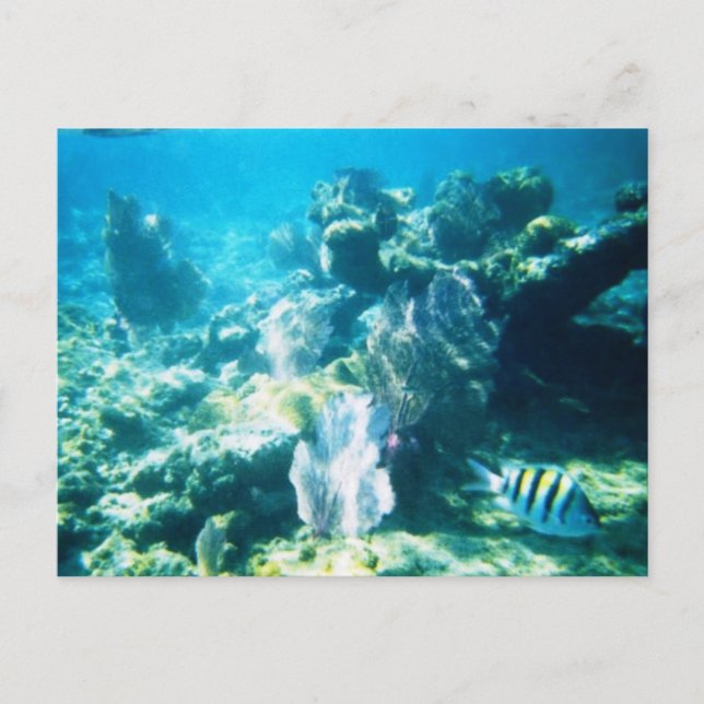 Costa Maya Reef Customizable Postkarte (Vorderseite)