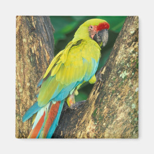 Costa Rica, Ara Ambigua, Große Grüne Ara. Magnet