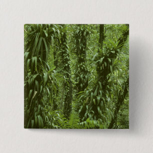 Costa Rica, Arenal-Nationalpark, Regenwald Button
