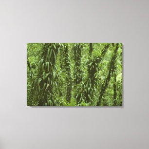 Costa Rica, Arenal-Nationalpark, Regenwald Leinwanddruck