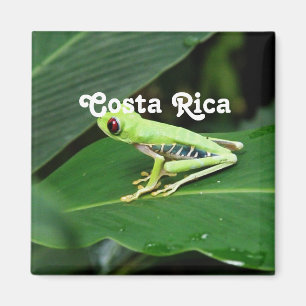 Costa Rica-Baum-Frosch Magnet