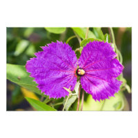 Costa Rica Butterfly Vine