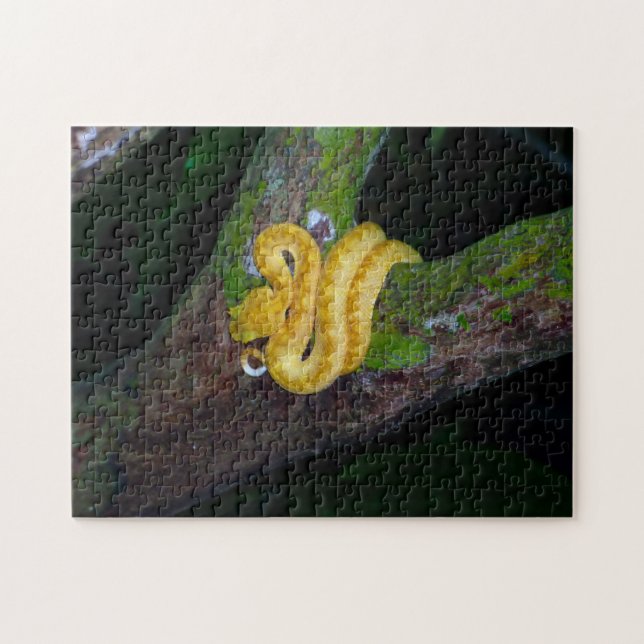 Costa Rica, Cahuita Nationalpark - Eyelash Viper (Horizontal)