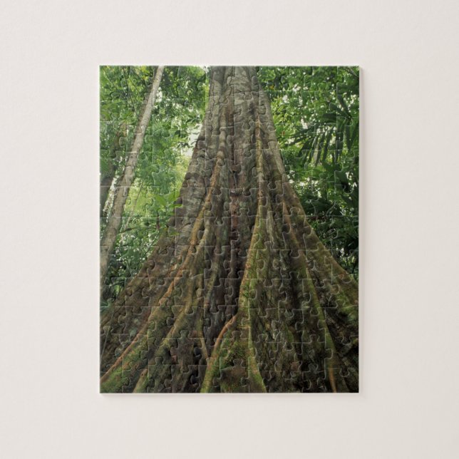 Costa Rica, Corcovado Nationalpark, Buttressed (Vertikal)