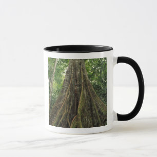 Costa Rica, Corcovado Nationalpark, Buttressed Tasse