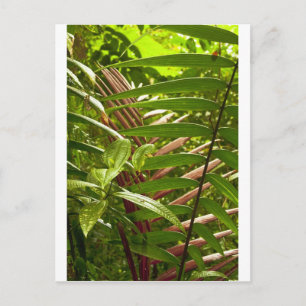 Costa Rica Farbmuster Postkarte