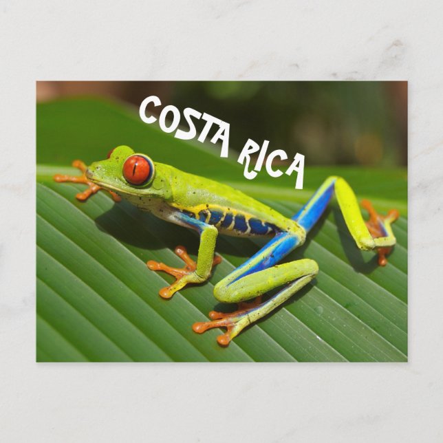 Costa Rica Foto des mit Augen Rothaubs Postkarte (Vorderseite)