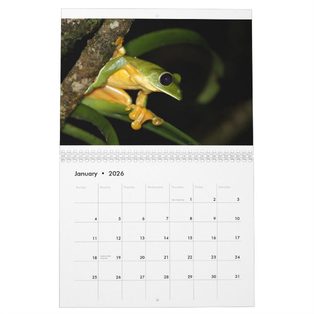 Costa Rica-Frosch-Kalender Kalender (Jan 2026)