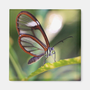 Costa Rica glasswing Schmetterling Magnet