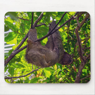 Costa Rica - Glückliches Faultier Antonio Manuel N Mousepad