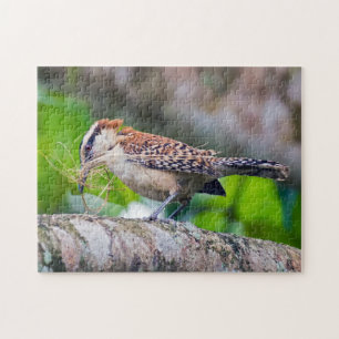 Costa Rica - Großer Ameisenvogel