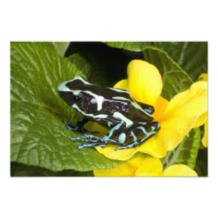 Costa Rica, Halbinsel Osa Fotodruck