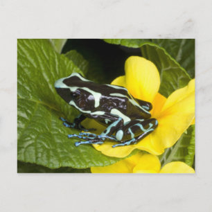 Costa Rica, Halbinsel Osa Postkarte