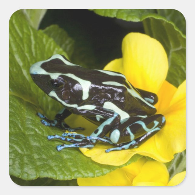 Costa Rica, Halbinsel Osa Quadratischer Aufkleber (Vorderseite)