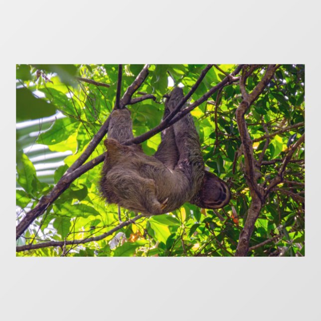 Costa Rica - Happy Lazy Sloth, Antonio Manuel NP Fensteraufkleber (Blatt)