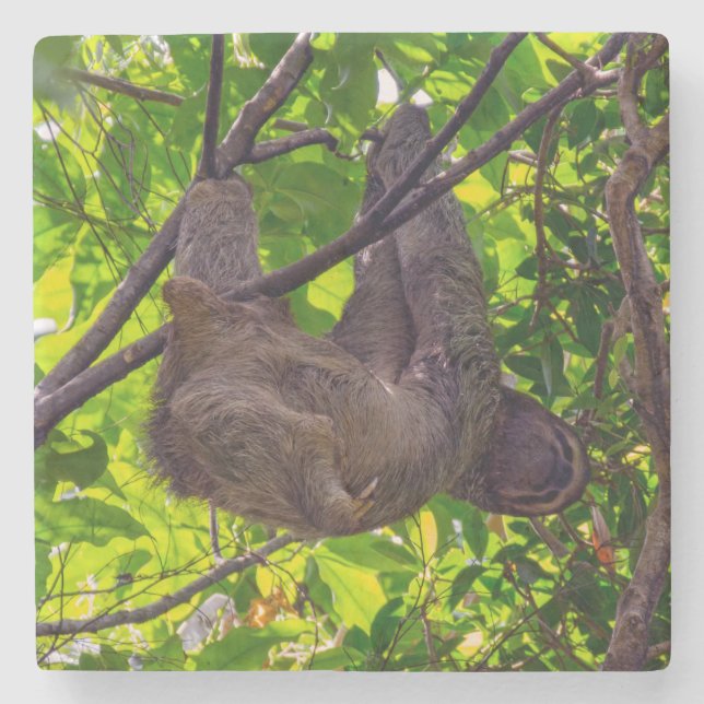 Costa Rica - Happy Lazy Sloth, Antonio Manuel NP Steinuntersetzer (Vorderseite)
