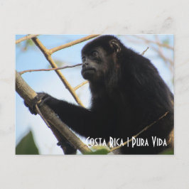 Costa Rica Howler Monkey Postkarte
