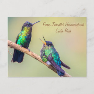 Costa Rica Hummingbirds Postkarte