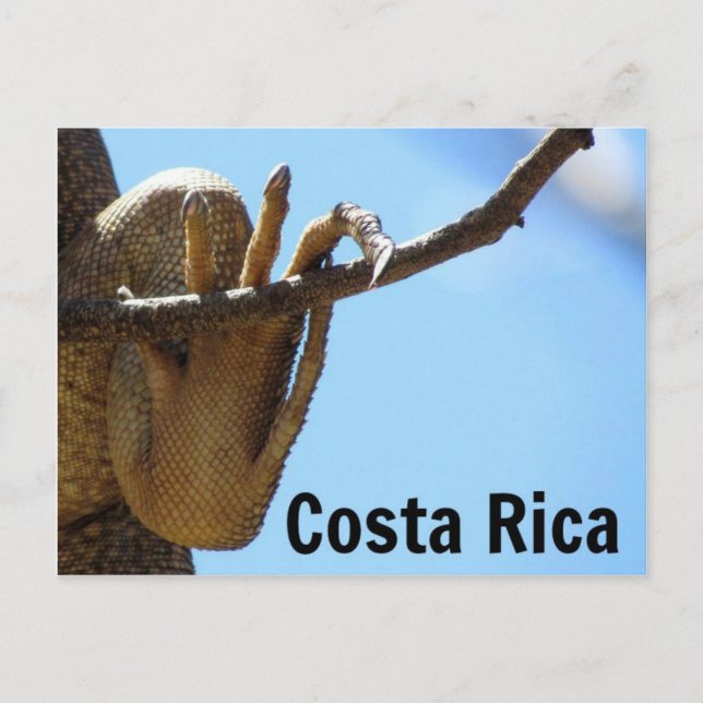 Costa Rica Iguana Souvenir Postcard Postkarte (Vorderseite)