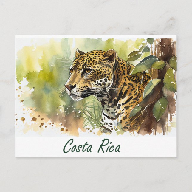 Costa Rica Jaguar Postkarte (Vorderseite)