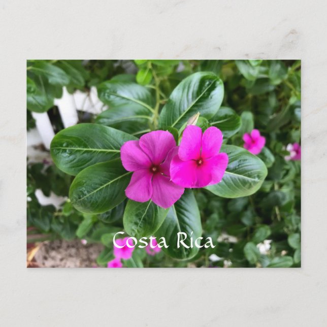 Costa Rica Lila Blume Postkarte (Vorderseite)