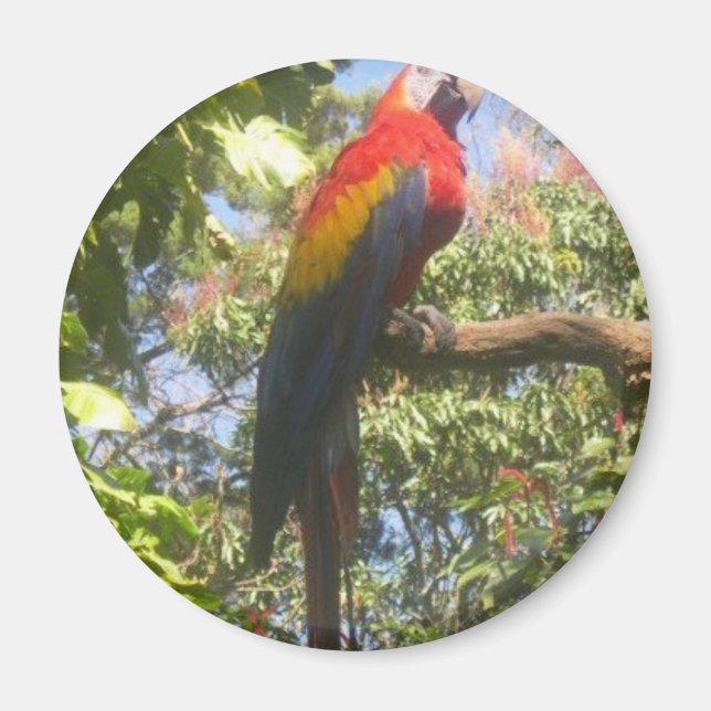 Costa Rica Macaw Magnet (Vorne)