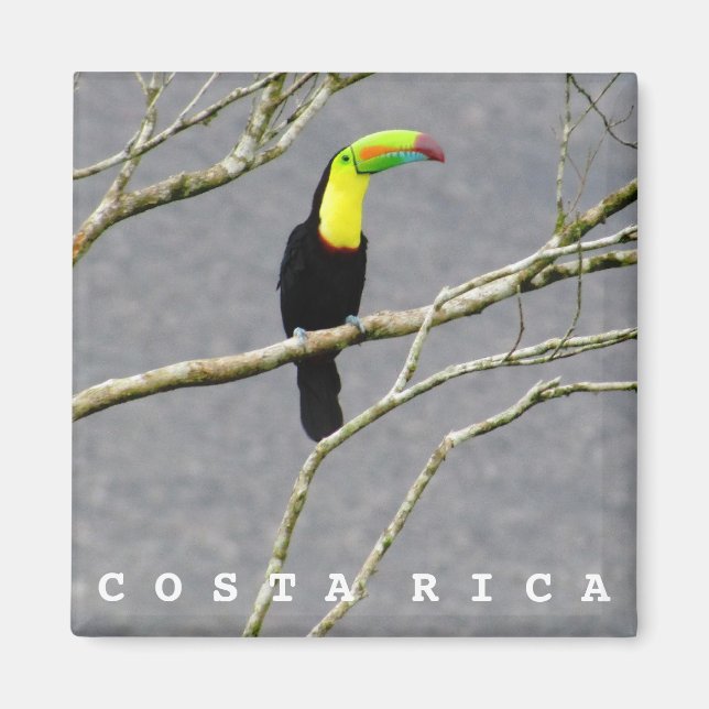 Costa Rica Magnet de souvenirs Toucan (Devant)
