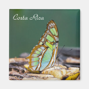 Costa Rica - Malachitenschmetterling Magnet
