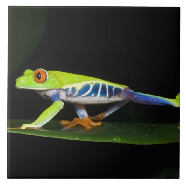 Costa Rica, mit Augen Baumfrosch (Agalychnis) Fliese (Vorderseite)