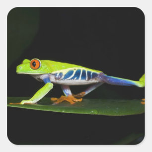 Costa Rica, mit Augen Baumfrosch (Agalychnis) Quadratischer Aufkleber