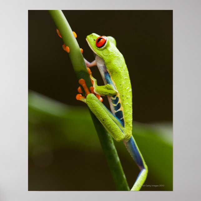 Costa Rica, Monteverde, Red-Eyed Tree Frog Poster (Vorne)