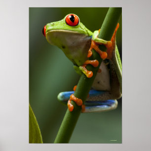 Costa Rica, Monteverde, Rot-Mit Augen Baum-Frosch Poster