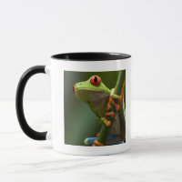 Costa Rica, Monteverde, Rot-Mit Augen Baum-Frosch