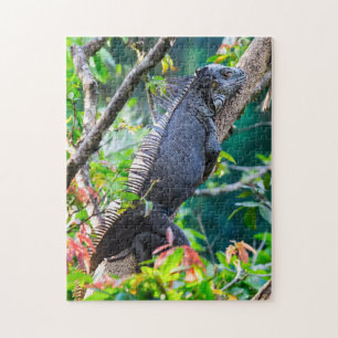 Costa Rica, Muelle - Faulenzende Leguan ruht in ei