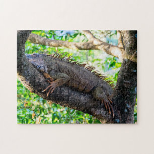 Costa Rica, Muelle - Fauler Leguan ruht in einem B