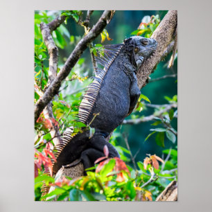 Costa Rica, Muelle - Fauler Leguan ruht in einem B Poster