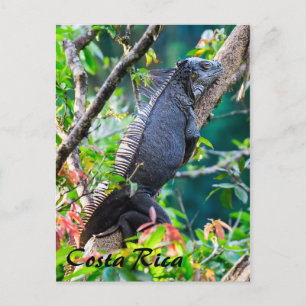 Costa Rica, Muelle - Fauler Leguan ruht in einem B Postkarte