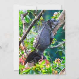 Costa Rica, Muelle - Lazy Iguana in einem Baum Einladung