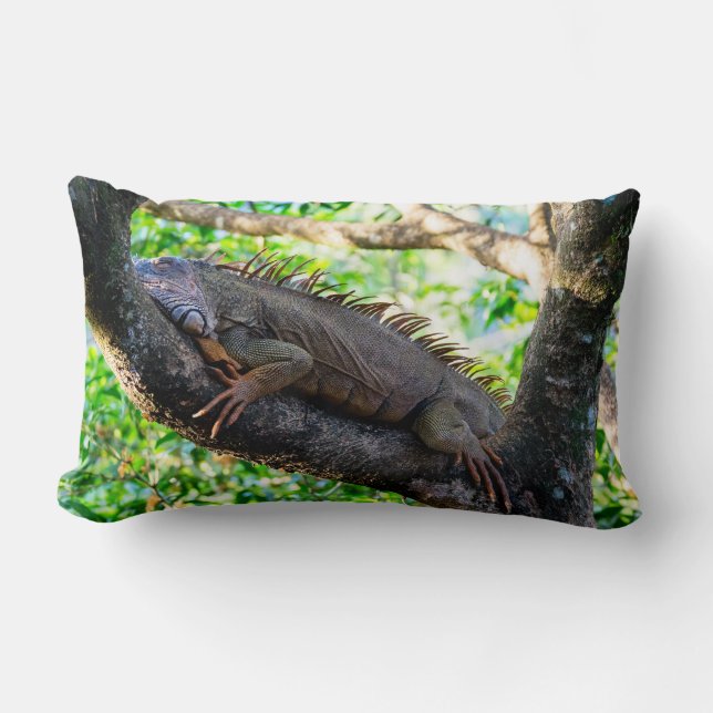 Costa Rica, Muelle - Lazy Iguana in einem Baum Lendenkissen (Vorderseite)