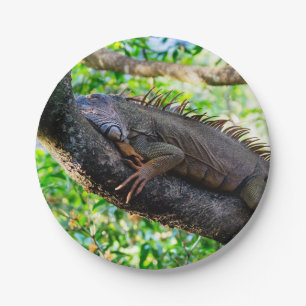 Costa Rica, Muelle - Lazy Iguana in einem Baum Pappteller